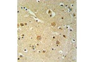 Immunohistochemistry analysis in formalin fixed and paraffin embedded brain tissue reacted with PLEKHH2 Antibody (C-term) followed which was peroxidase conjugated to the secondary antibody and followed by DAB staining. (PLEKHH2 antibody  (C-Term))