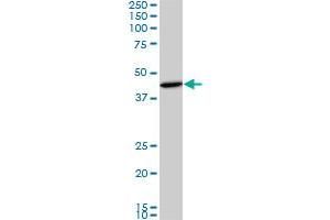 SMAD3 monoclonal antibody (M01A), clone 2C12. (SMAD3 antibody  (AA 120-221))
