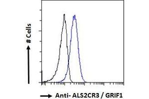 TRAK2 antibody  (C-Term)