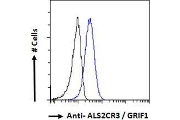 TRAK2 antibody  (C-Term)