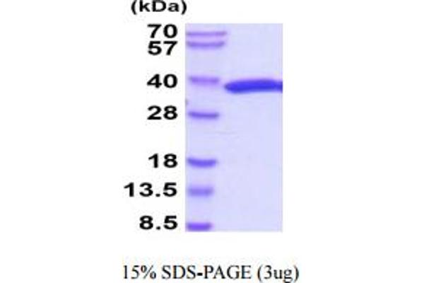 Luciferase Protein (AA 1-311) (His tag)