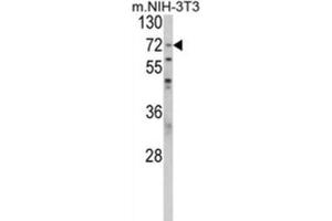 Western Blotting (WB) image for anti-Poly(A) Binding Protein, Cytoplasmic 1 (PABPC1) antibody (ABIN3001716)