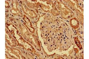 IHC image of ABIN7155274 diluted at 1:800 and staining in paraffin-embedded human kidney tissue performed on a Leica BondTM system. (KAT5 antibody  (AA 3-512))