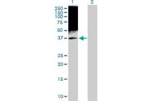 Western Blot analysis of TAF7 expression in transfected 293T cell line by TAF7 MaxPab polyclonal antibody. (TAF7 antibody  (AA 1-349))