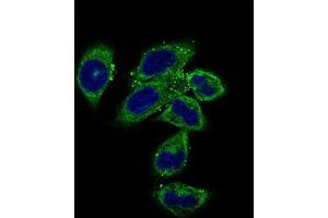 Immunofluorescence analysis of HepG2 cells using CLGN mouse mAb (green). (Calmegin antibody  (AA 249-405))