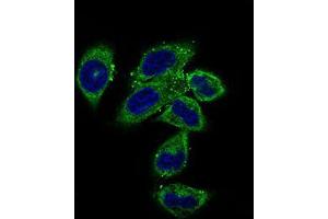 Immunofluorescence analysis of HepG2 cells using CLGN mouse mAb (green).