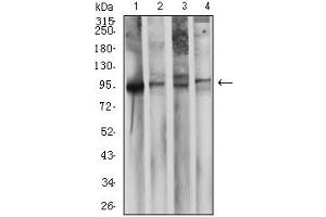 Western blot analysis using CD10 mouse mAb against LNcap (1), Ramos (2), Raji (3), and NTERA-2 (4) cell lysate. (MME antibody  (AA 549-750))