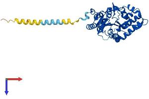 AlphaFold protein structure predicition of Human Recombinant NT5C3A Protein, UniprotID Q9H0P0