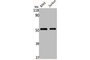 Western Blot analysis of K562 Jurkat cells using Glut1 Polyclonal Antibody (GLUT1 antibody  (C-Term))