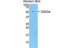 Western Blotting (WB) image for anti-Transcription Factor A, Mitochondrial (TFAM) (AA 43-246) antibody (ABIN1860701) (TFAM antibody  (AA 43-246))