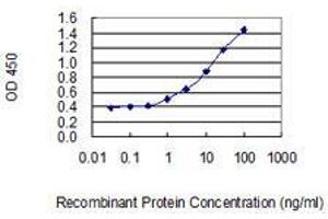 Detection limit for recombinant GST tagged MGAT2 is 0. (MGAT2 antibody  (AA 1-447))
