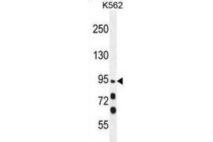 Western Blotting (WB) image for anti-Myosin XIX (MYO19) antibody (ABIN5015691) (Myosin XIX antibody)