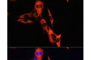 Immunofluorescence analysis of NIH/3T3 cells using ATP1B1 Polyclonal Antibody at dilution of 1:100. (ATP1B1 antibody)