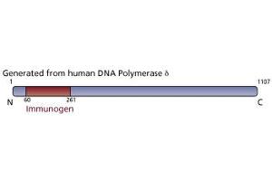 Image no. 3 for anti-Polymerase (DNA Directed), delta 1, Catalytic Subunit 125kDa (POLD1) (AA 60-261) antibody (ABIN968287) (POLD1 antibody  (AA 60-261))
