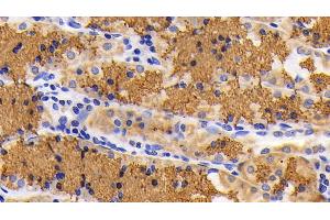 Immunohistochemistry (IHC) image for anti-Cytochrome C, Somatic (CYCS) (AA 13-99) antibody (ABIN7440230)