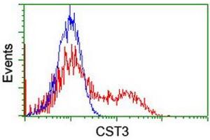 Image no. 2 for anti-Cystatin C (CST3) antibody (ABIN1497753) (CST3 antibody)