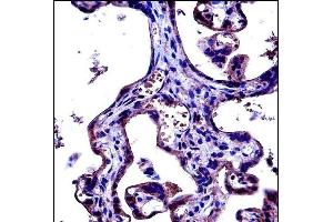 CD97 Antibody (C-term) (ABIN657690 and ABIN2846681) immunohistochemistry analysis in formalin fixed and paraffin embedded human placenta tissue followed by peroxidase conjugation of the secondary antibody and DAB staining. (CD97 antibody  (C-Term))
