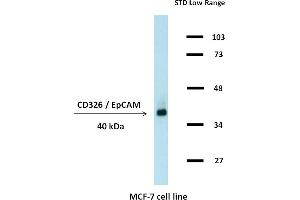Western blotting analysis (non-reducing conditions) of whole cell lysate of MCF-7 human breast adenocarcinoma cell line using anti-CD326 / EpCAM (323/A3). (EpCAM antibody)