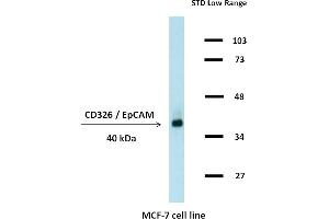 Western blotting analysis (non-reducing conditions) of whole cell lysate of MCF-7 human breast adenocarcinoma cell line using anti-CD326 / EpCAM (323/A3).