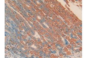 Immunohistochemistry (IHC) image for anti-Apolipoprotein H (Beta-2-Glycoprotein I) (APOH) (AA 21-345) antibody (ABIN7431614)