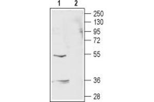Western blot analysis of rat eye lysate:1.