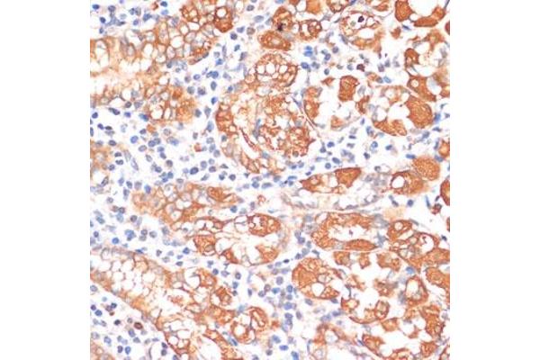 HHLA2 antibody  (AA 30-200)