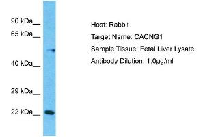 Host:  Rabbit  Target Name:  CACNG1  Sample Type:  Fetal Liver lysates  Antibody Dilution:  1. (CACNG1 antibody  (N-Term))