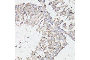 Immunohistochemistry of paraffin-embedded rat testis using MTOR antibody. (MTOR antibody  (AA 2400-2500))
