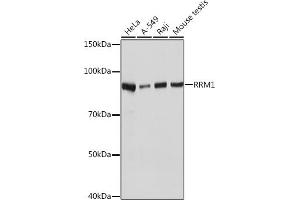 Western blot analysis of extracts of various cell lines, using RRM1 Rabbit mAb (ABIN7269988) at 1:1000 dilution. (RRM1 antibody)