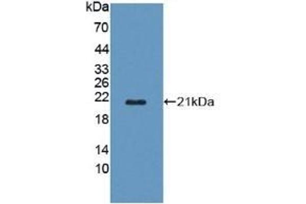 POFUT1 anticorps  (AA 243-393)