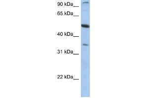 PLXDC1 antibody used at 1 ug/ml to detect target protein. (PLXDC1 antibody  (N-Term))