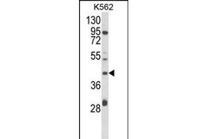 Western blot analysis of COQ3 Antibody (Center) (ABIN652711 and ABIN2842471) in K562 cell line lysates (35 μg/lane). (COQ3 antibody  (AA 172-201))