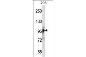 Western blot analysis in 293 cell line lysates (35ug/lane). (RBM10 antibody  (N-Term))