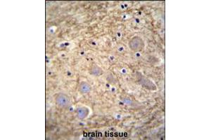 PCDHGA1 Antibody immunohistochemistry analysis in formalin fixed and paraffin embedded human brain tissue followed by peroxidase conjugation of the secondary antibody and DAB staining. (PCDHGA1 antibody  (AA 287-315))