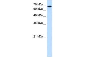 Western Blotting (WB) image for anti-Ribophorin II (RPN2) antibody (ABIN2462849)