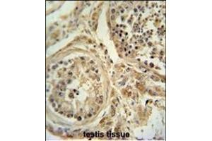 WDR51B antibody (C-term) (ABIN654969 and ABIN2844607) immunohistochemistry analysis in formalin fixed and paraffin embedded human testis tissue followed by peroxidase conjugation of the secondary antibody and DAB staining. (POC1B antibody  (C-Term))