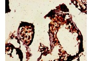 Immunohistochemistry of paraffin-embedded human testis tissue using ABIN7153395 at dilution of 1:100 (Cyclin E1 antibody  (AA 8-105))