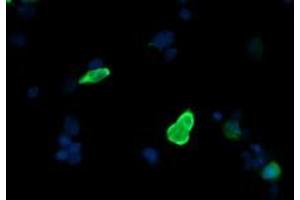 Image no. 3 for anti-Mitogen-Activated Protein Kinase Kinase 3 (MAP2K3) antibody (ABIN1499415) (MAP2K3 antibody)