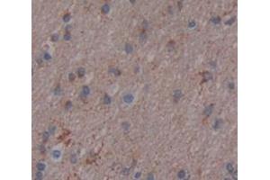 Figure. (BAI3 antibody  (AA 30-508))