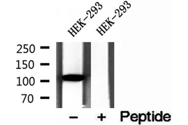 DIAPH3 antibody  (Internal Region)