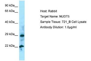 Western Blotting (WB) image for anti-Nudix (Nucleoside Diphosphate Linked Moiety X)-Type Motif 5 (NUDT5) (N-Term) antibody (ABIN2790156) (NUDT5 antibody  (N-Term))