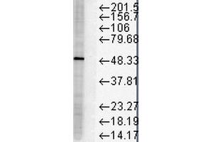 Western Blot analysis of Human HeLa cell lysates showing detection of FKBP51 protein using Mouse Anti-FKBP51 Monoclonal Antibody, Clone Hi51B .