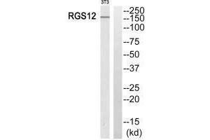 Western blot analysis of extracts from 3T3 cells, using RGS12 antibody. (RGS12 antibody  (N-Term))