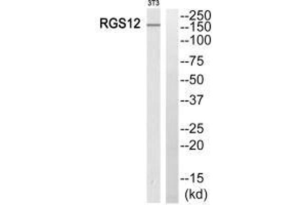 RGS12 抗体  (N-Term)