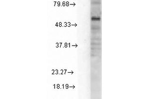 Western Blot analysis of Rat Cell line lysates showing detection of GABA A Receptor protein using Mouse Anti-GABA A Receptor Monoclonal Antibody, Clone S151-3 . (GABRA1 antibody  (AA 15-34) (Atto 488))