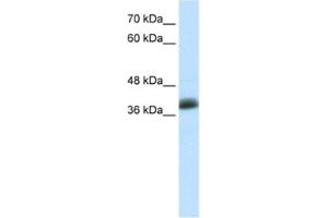Western Blotting (WB) image for anti-SAP30 Binding Protein (SAP30BP) antibody (ABIN2460911)