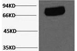 Western Blot analysis of Human serum using Transferrin Monoclonal Antibody at dilution of 1:2000. (Transferrin antibody)