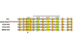 Image no. 3 for Coronavirus Spike Glycoprotein (CoV S) peptide (ABIN6952488)