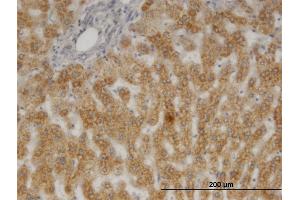Immunoperoxidase of monoclonal antibody to PTGES3 on formalin-fixed paraffin-embedded human liver. (PTGES3 antibody  (AA 1-160))