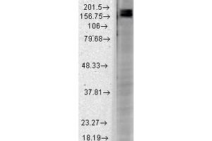 Western Blot analysis of Rat brain membrane lysate showing detection of SHANK2 protein using Mouse Anti-SHANK2 Monoclonal Antibody, Clone S23b-6 .